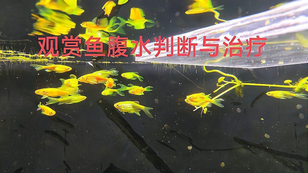 魚腹水有哪些癥狀