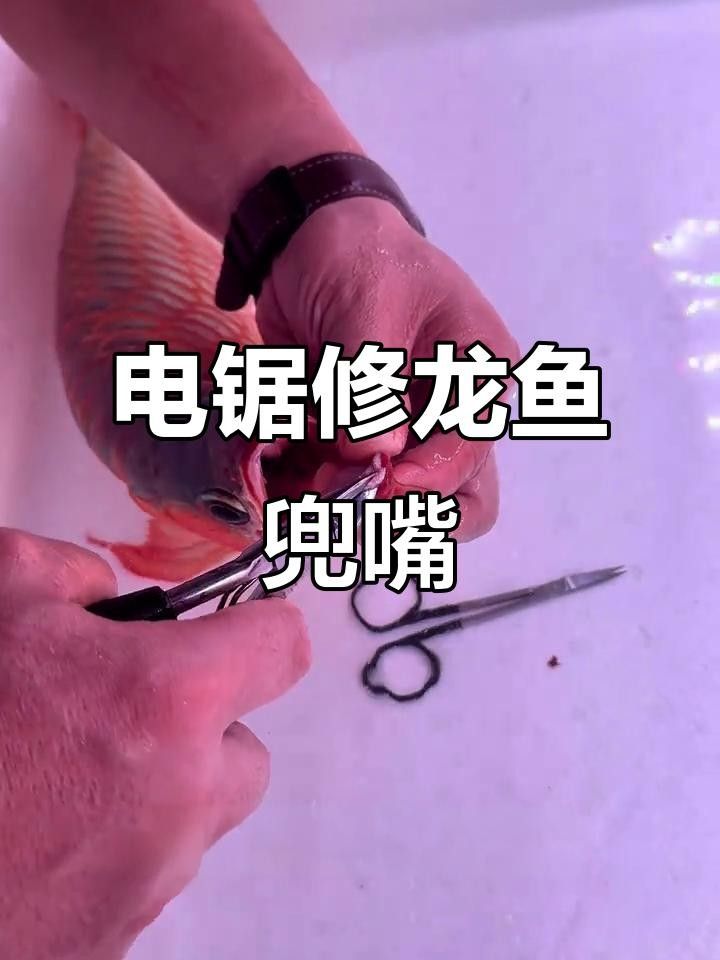 龍魚嘴歪了如何處理好