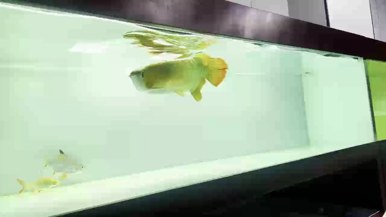 小瘋魚 32888
