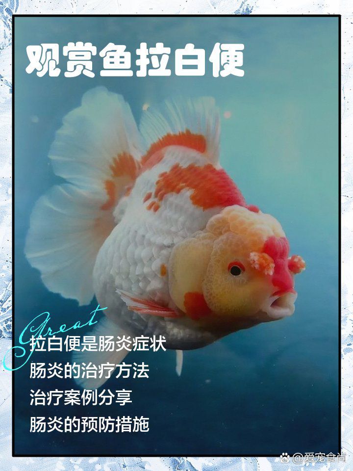 有哪些藥物可以治療龍魚白便？