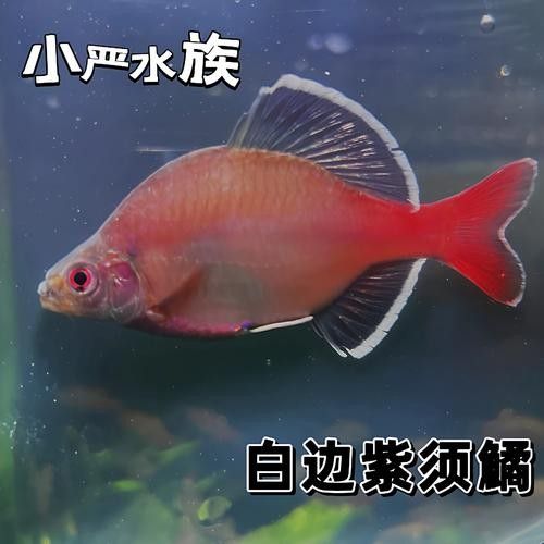 魚須子爛了最簡單處理方法圖片