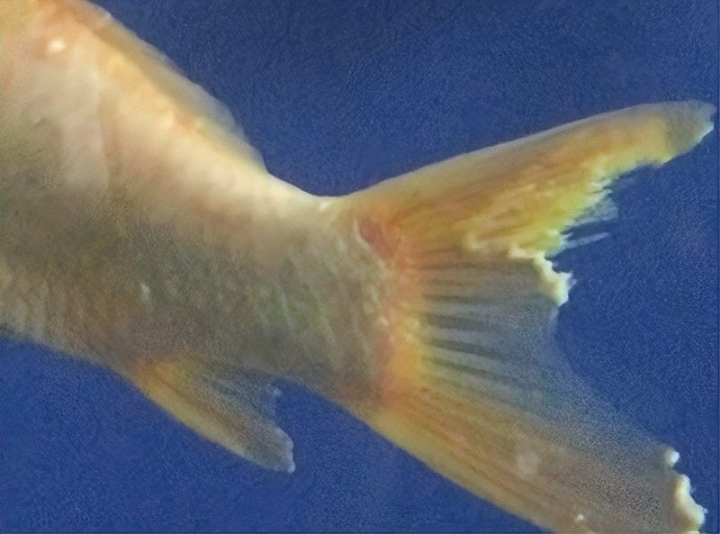 魚須子爛了最簡單處理方法圖片