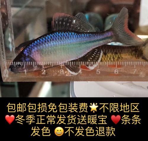 魚須子爛了最簡單處理方法圖片