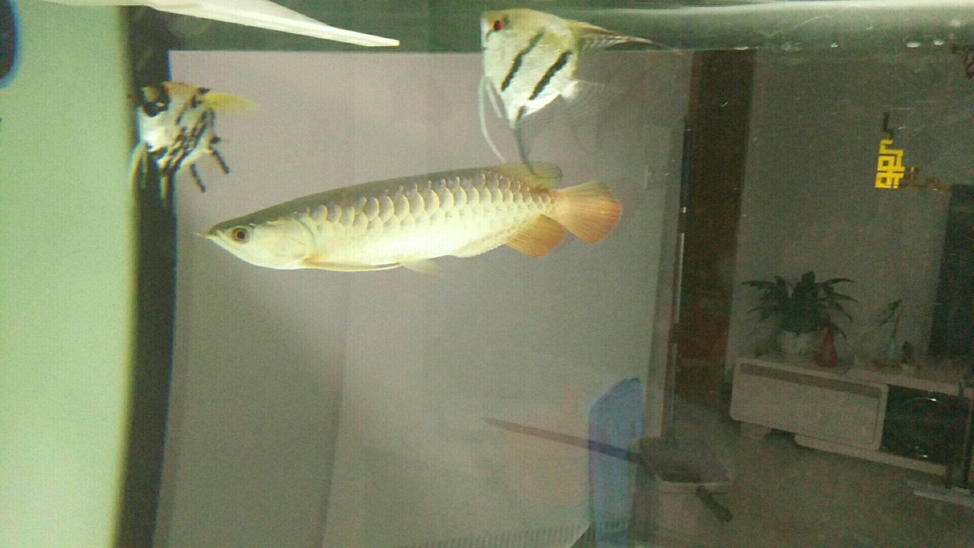 攀枝花觀賞魚養殖場電話地址（我過四大地區的詳細分析）