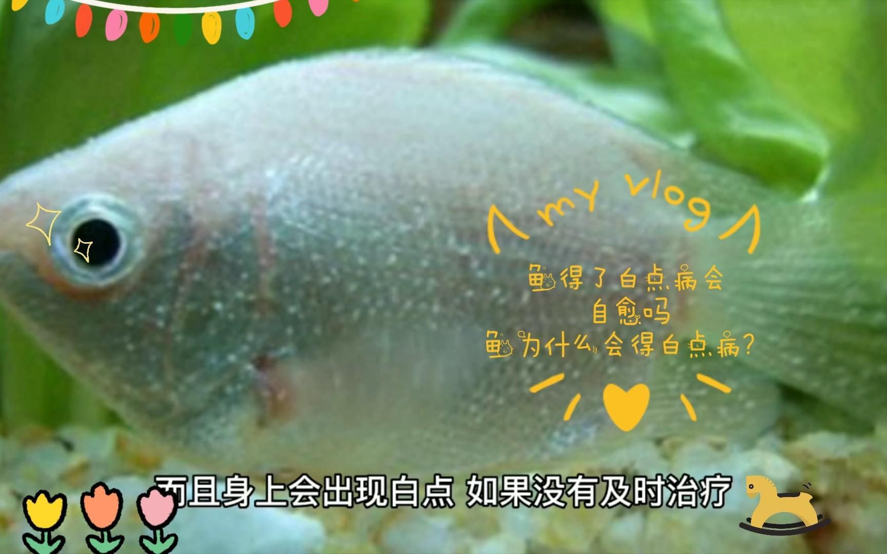 魚白點病會自愈嗎？
