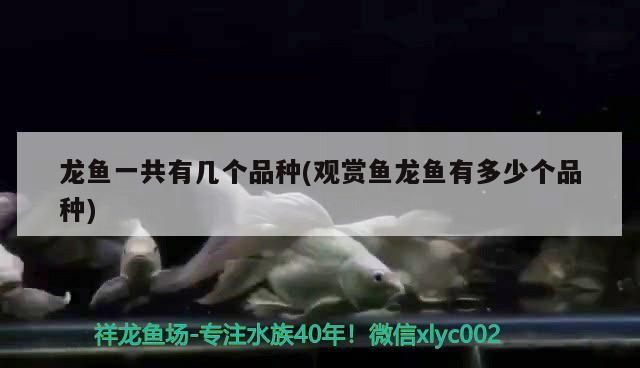 龍魚一共有幾個品種(觀賞魚龍魚有多少個品種)