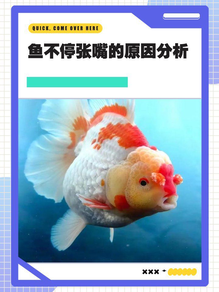 龍魚頻繁張嘴呼吸是缺氧嗎？
