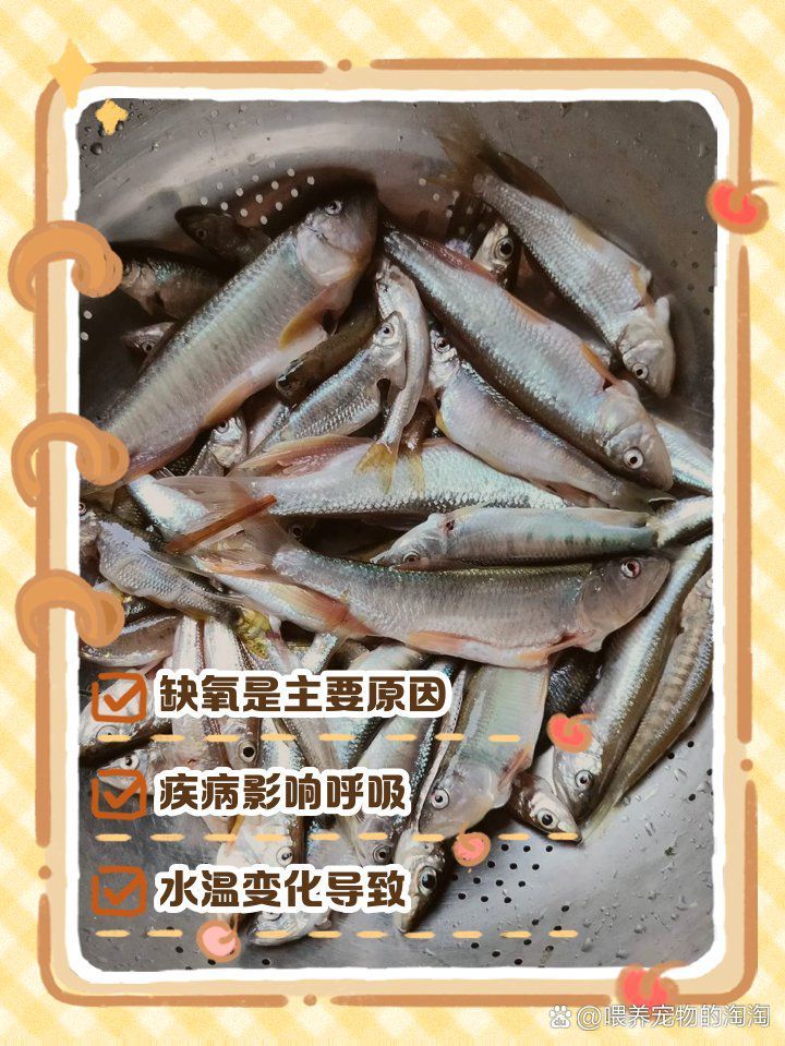 龍魚頻繁張嘴呼吸是缺氧嗎？
