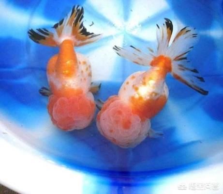 龍魚病毒性感染用什么藥好（龍魚病毒性感染用什么藥好得快）