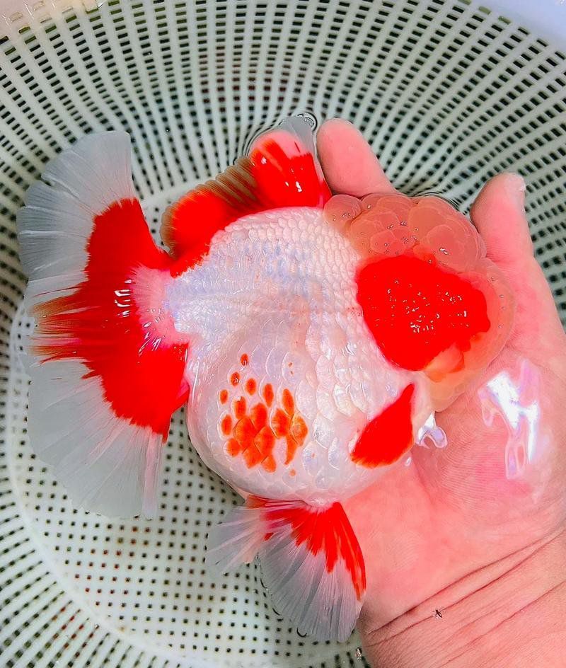 哪些魚容易出現鱗片脫落？