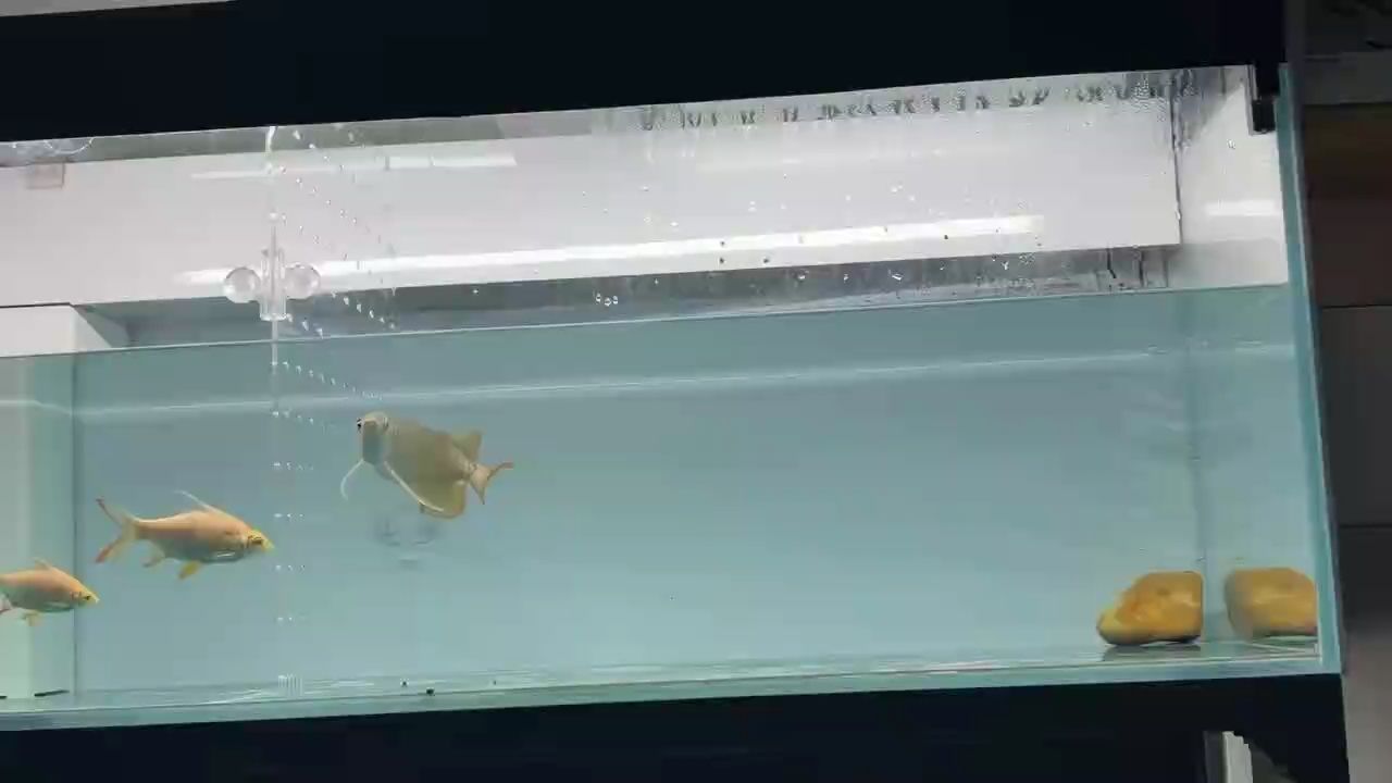 隨手拍一下大眼仔喂食的情況！