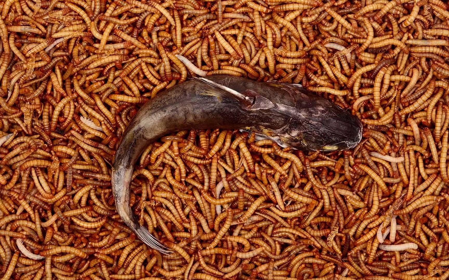 面包蟲干如何處理后喂魚？
