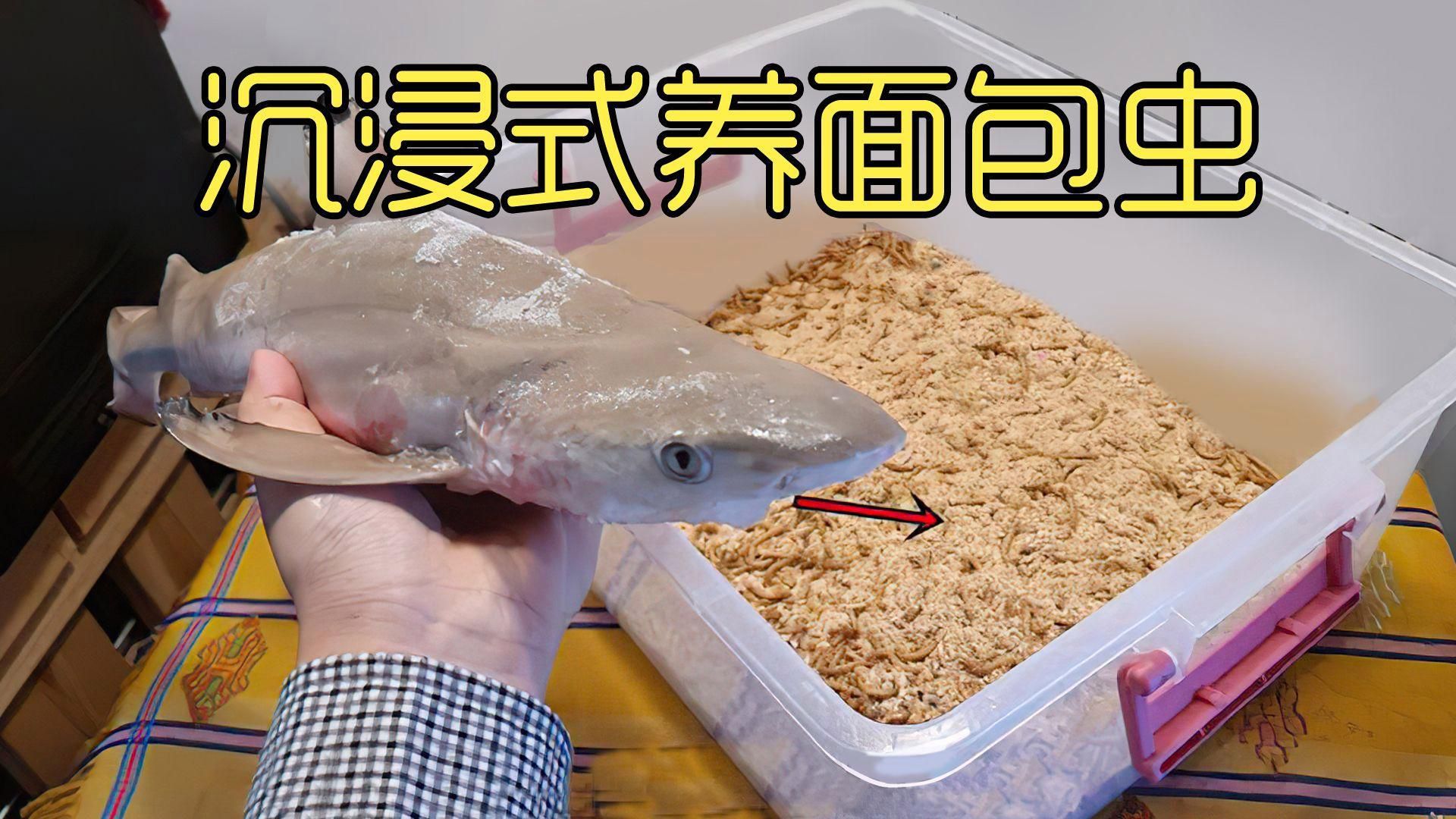 面包蟲干如何處理后喂魚？