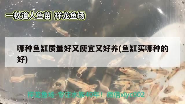 哪種魚缸質量好又便宜又好養(魚缸買哪種的好)