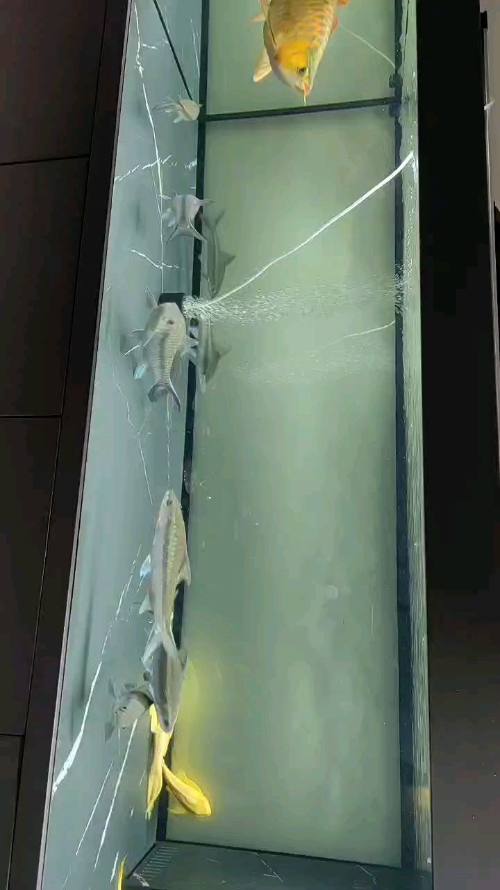 12月2日，陰天小小雨。 12月2日，陰天小小雨。 龍魚論壇