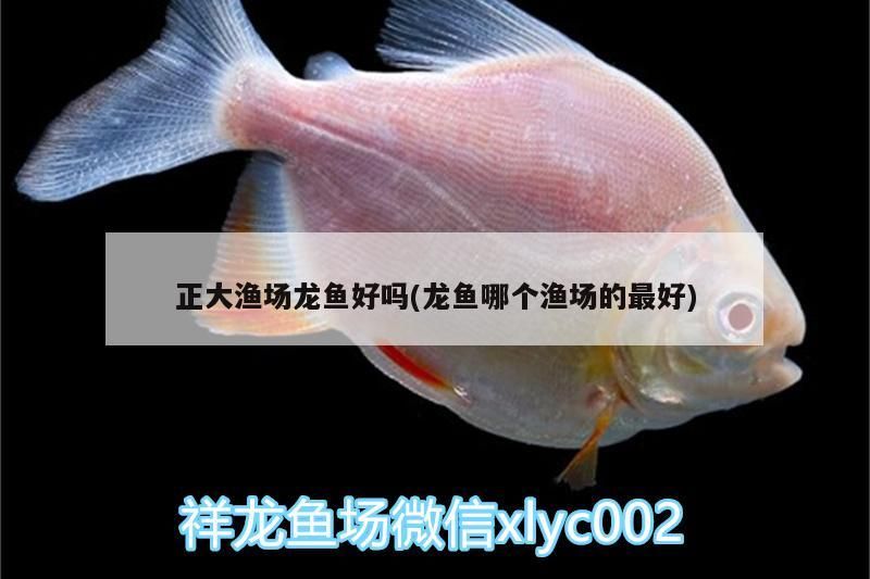 正大漁場龍魚好嗎(龍魚哪個漁場的最好)
