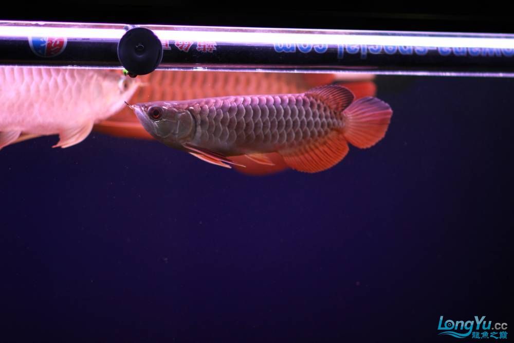 特級靛藍過背請大家點評 特級靛藍過背請大家點評 觀賞魚百科 第4張