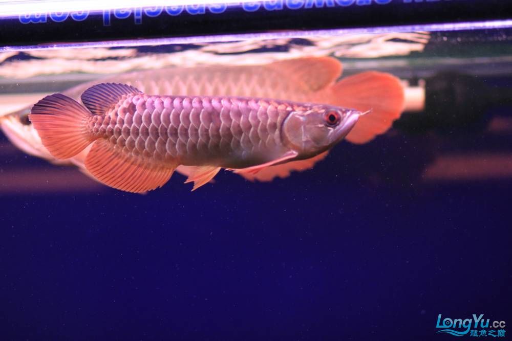特級靛藍過背請大家點評 特級靛藍過背請大家點評 觀賞魚百科 第5張