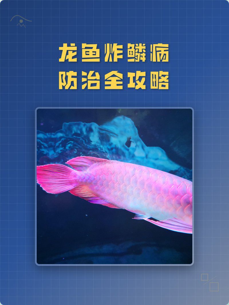 還有哪些方法可以治療龍魚炸鱗？