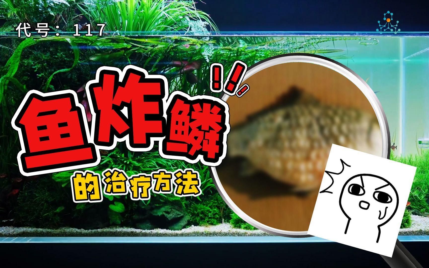魚(yú)炸鱗了一般活不了嗎 魚(yú)炸鱗了一般活不了嗎 觀(guān)賞魚(yú)百科 第1張