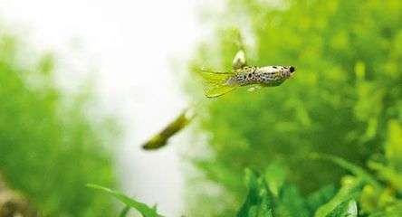 金龍魚跟紅龍魚可以一起養(yǎng)嗎（金龍魚跟紅龍魚可以一起養(yǎng)嗎視頻）