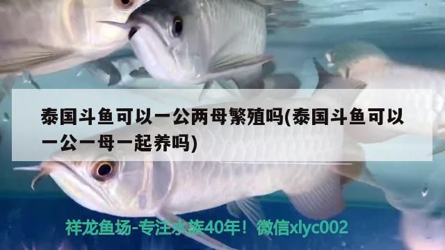 泰國斗魚可以一公兩母繁殖嗎(泰國斗魚可以一公一母一起養嗎)