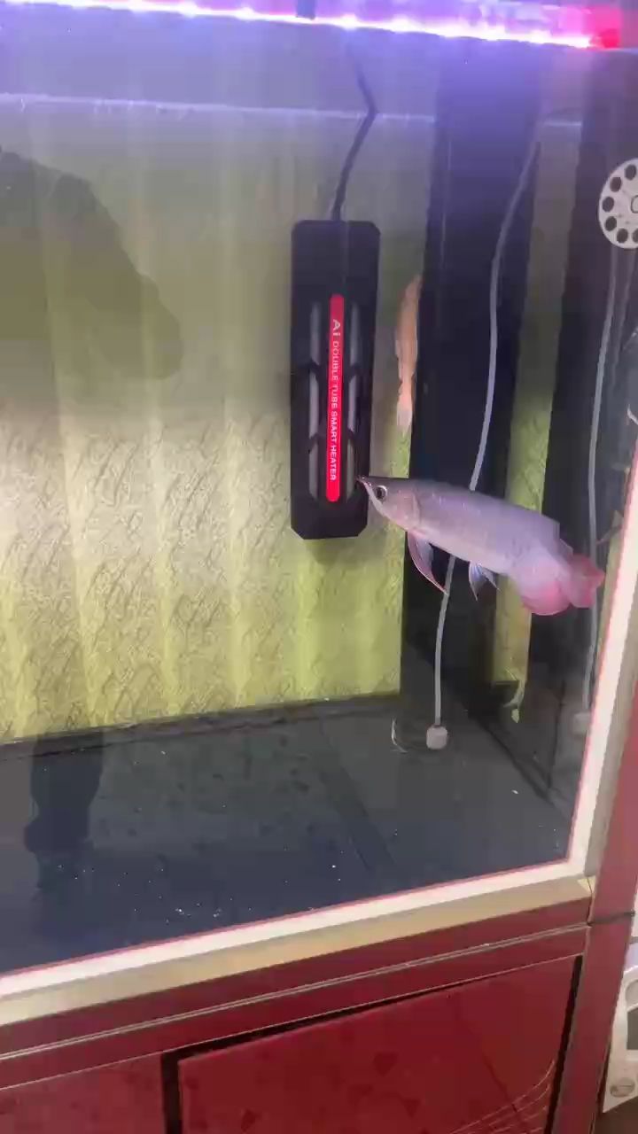 龍魚干蝦有營(yíng)養(yǎng)嗎 菜鳥 龍魚論壇 菜鳥 菜鳥 龍魚論壇