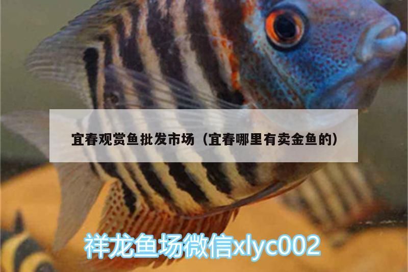 宜春觀賞魚批發市場（宜春哪里有賣金魚的）
