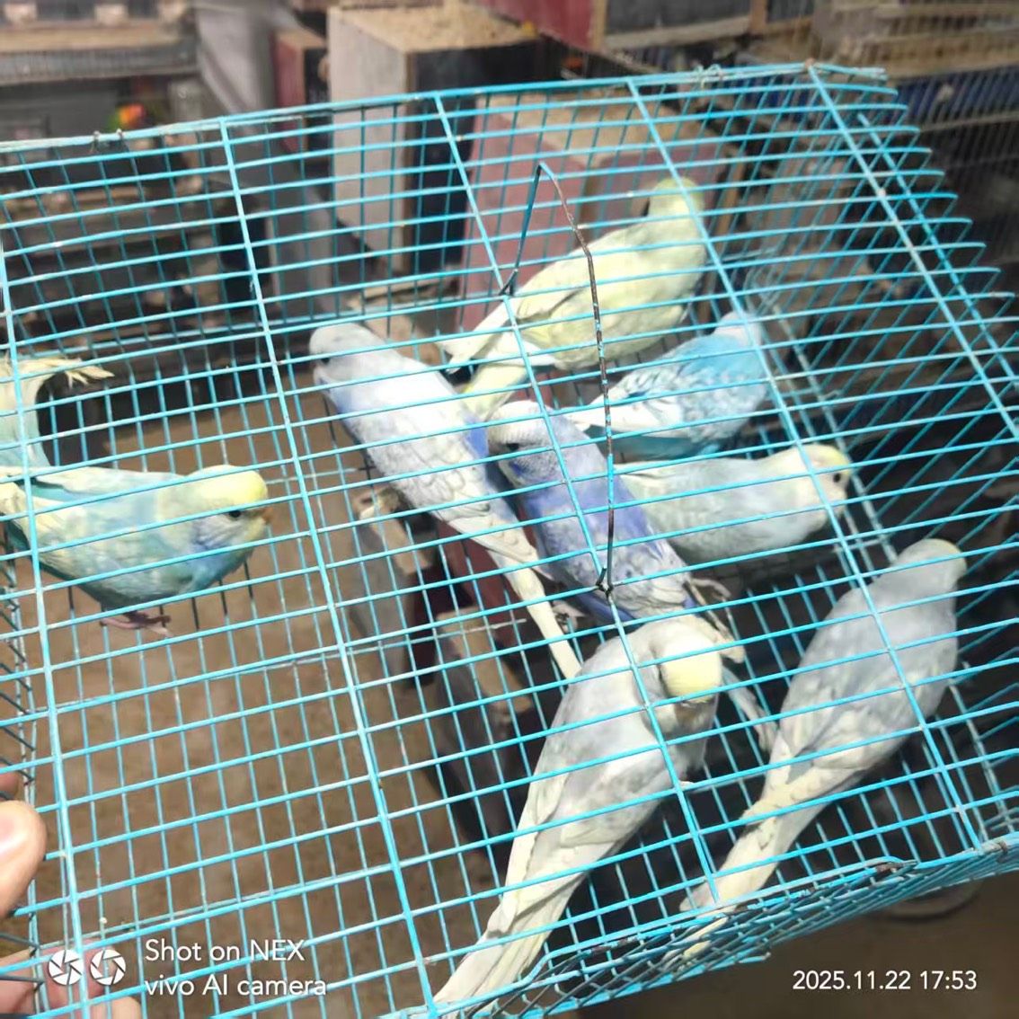 精品大頭