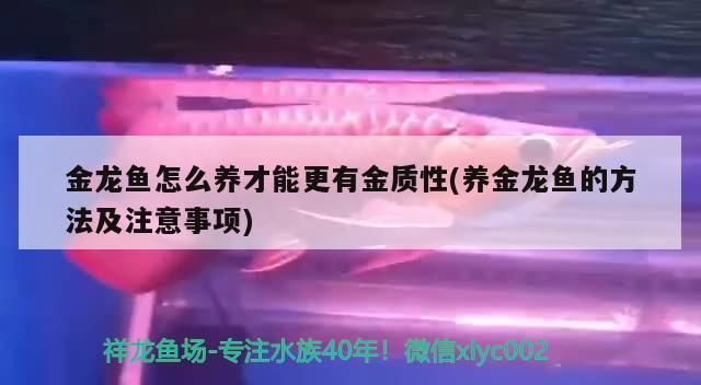 金龍魚怎么養才能更有金質性(養金龍魚的方法及注意事項)