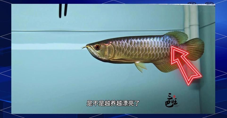 龍魚過背后還會變色嗎？