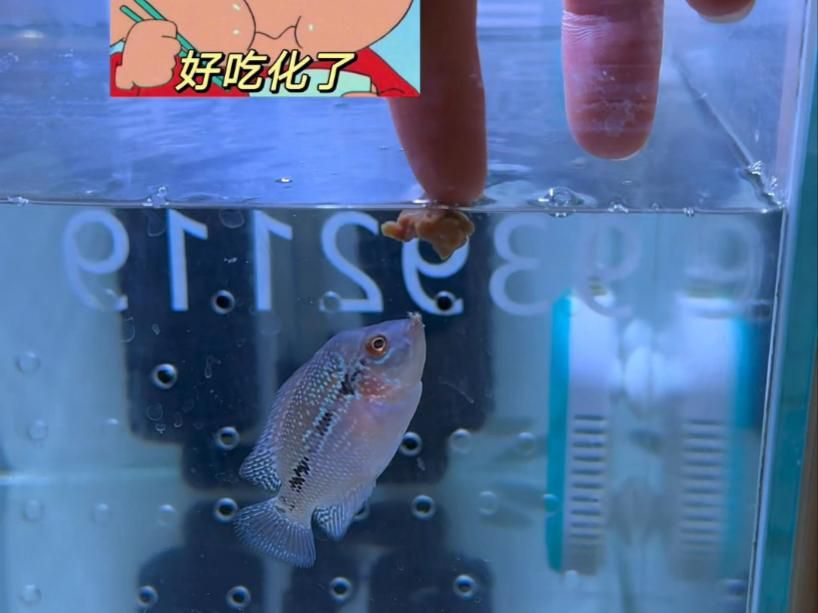 有沒有牛心漢堡的視頻教程？