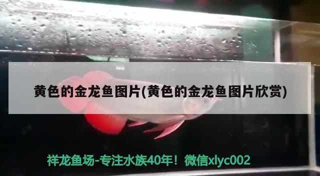 黃色的金龍魚圖片(黃色的金龍魚圖片欣賞)