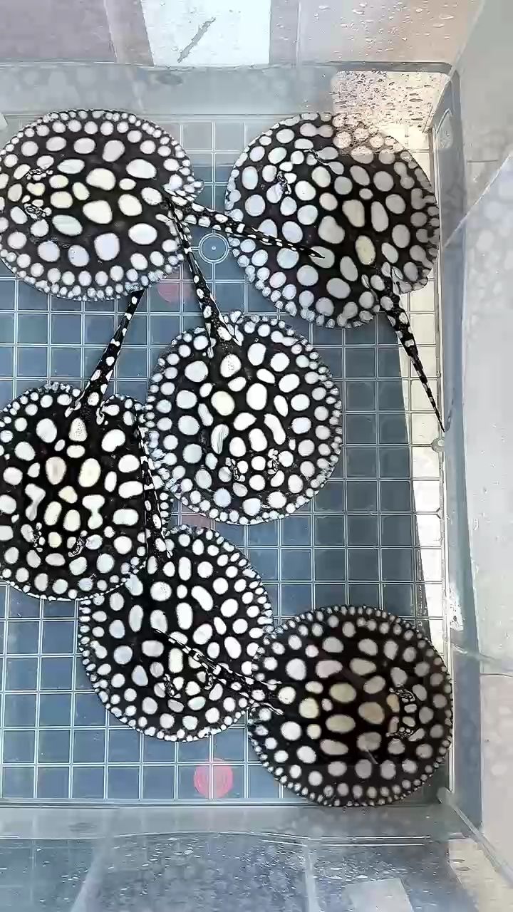 尺寸到了，挪缸進(jìn)壓成缸了