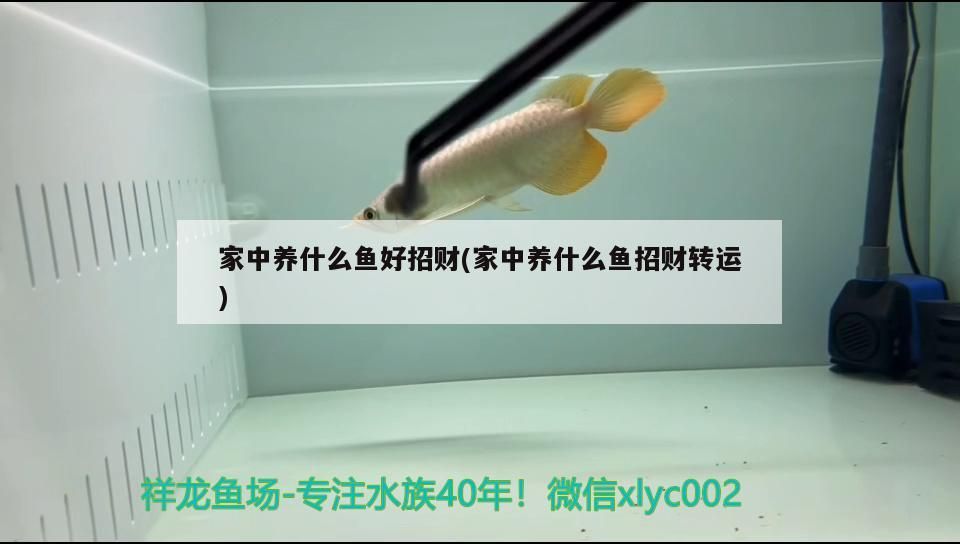 家中養什么魚好招財(家中養什么魚招財轉運)