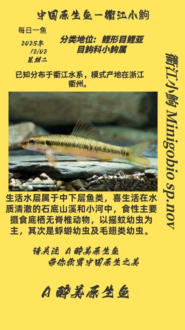 衢江小鮈