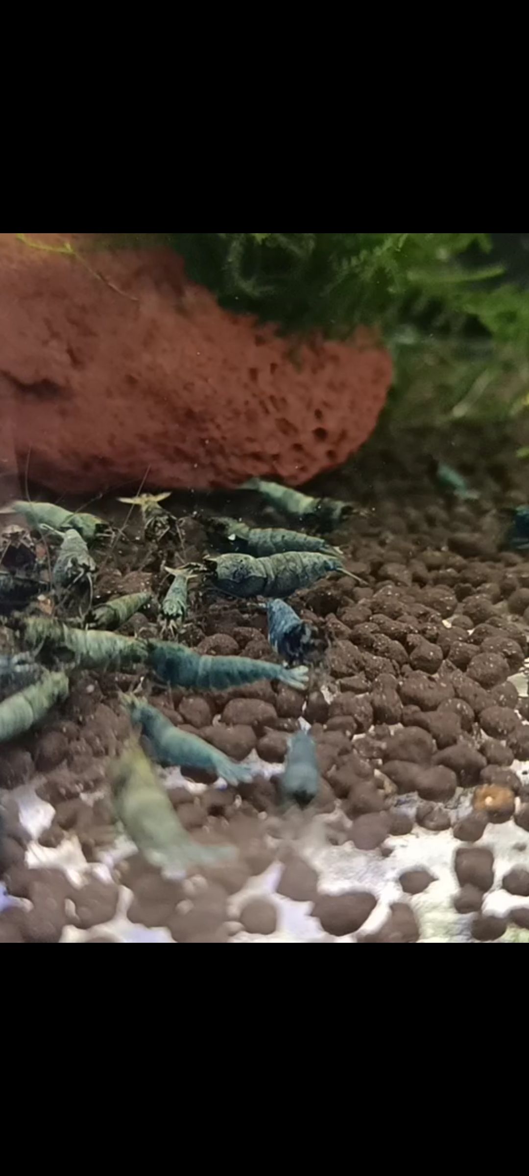 水晶蝦養殖愛好者