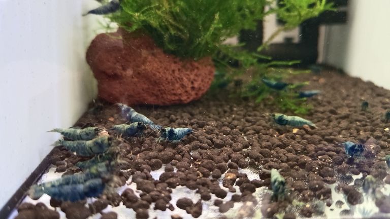 水晶蝦養殖愛好者