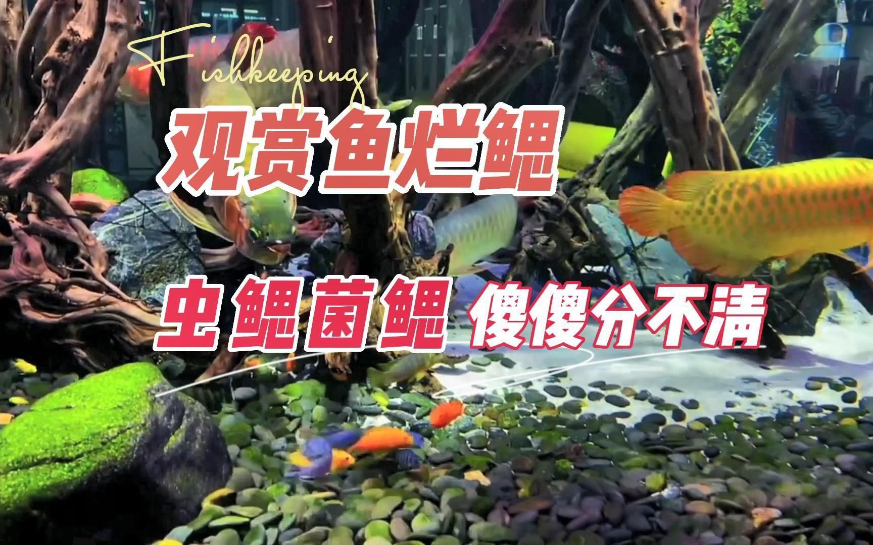 如何區(qū)分細(xì)菌性、寄生蟲性和真菌性鰓病？