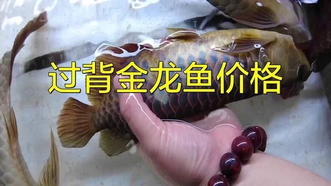 過背金龍魚為什么這么貴