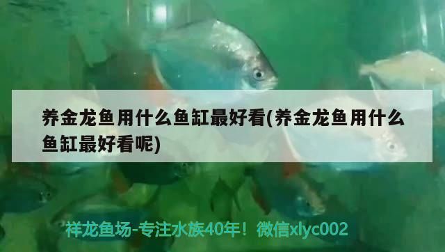 養金龍魚用什么魚缸最好看(養金龍魚用什么魚缸最好看呢)