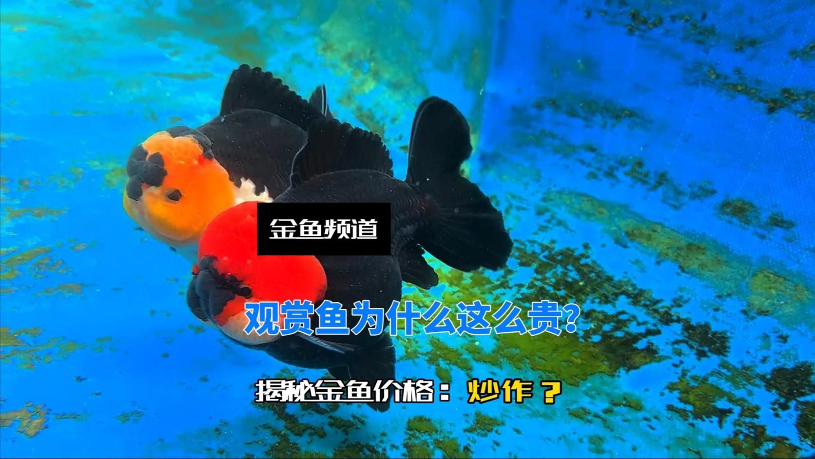 哪些因素會影響觀賞魚的價格？