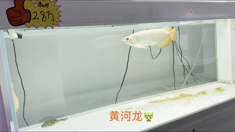 體型之巨大，狀態之兇猛。