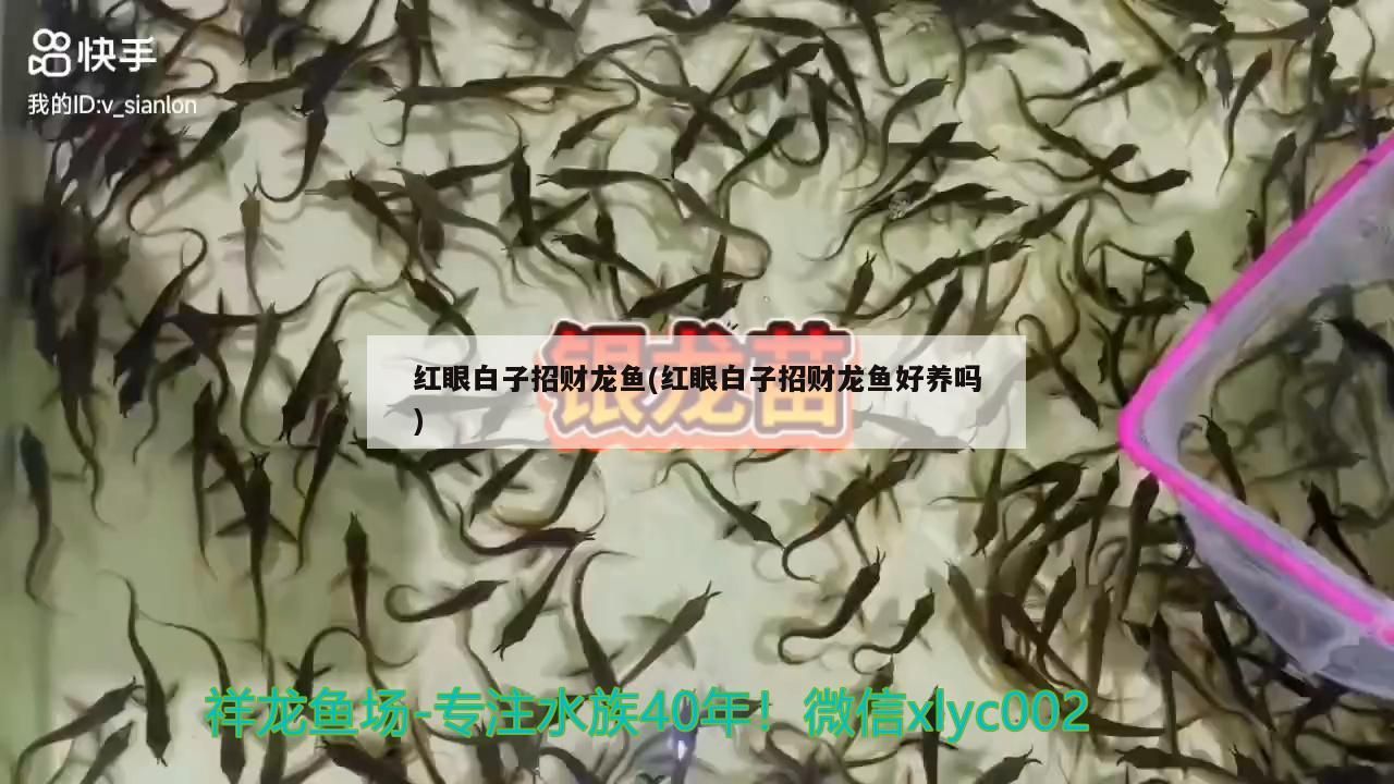 紅眼白子招財龍魚(紅眼白子招財龍魚好養嗎)