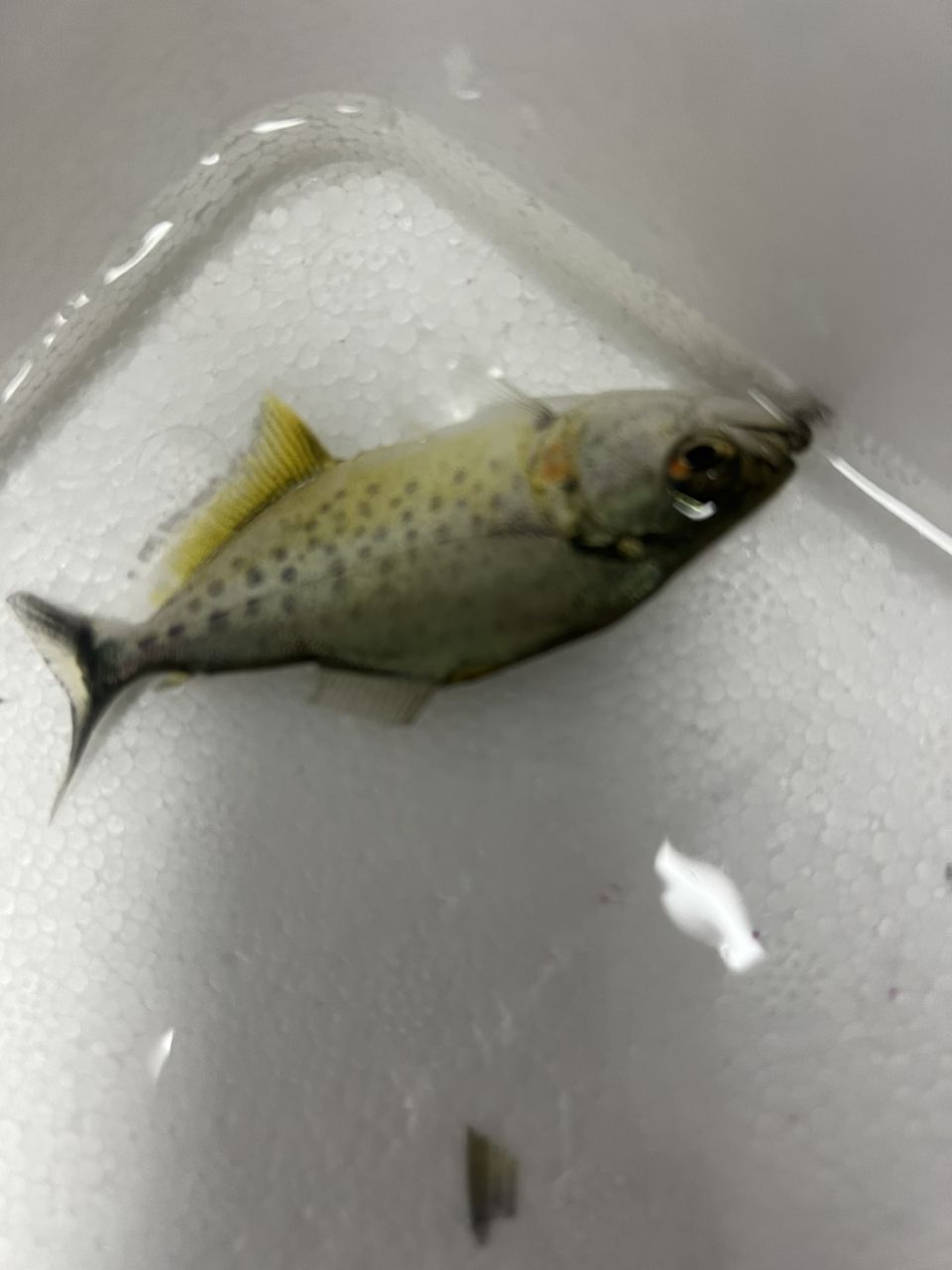 修齊