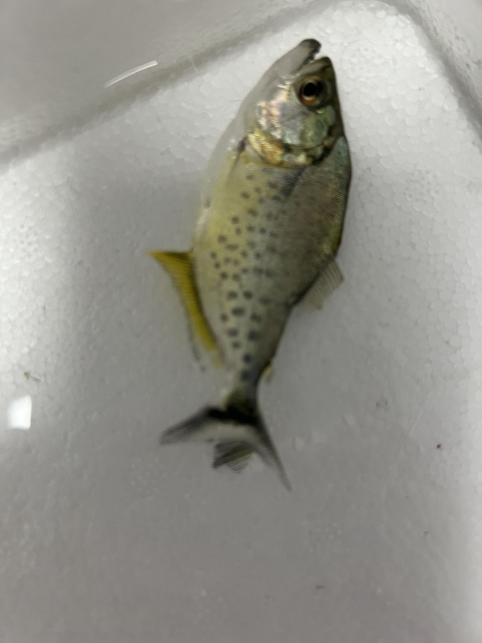 修齊
