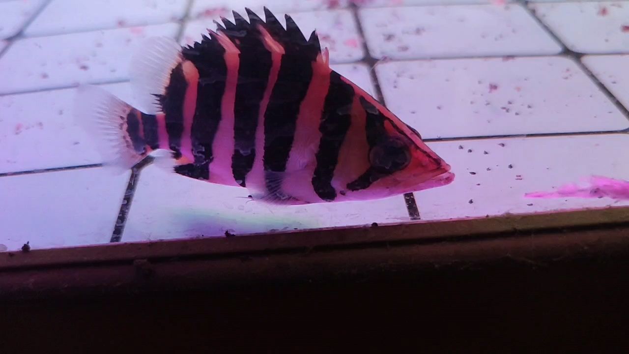 這條虎魚咋樣？新請的，今天到家。