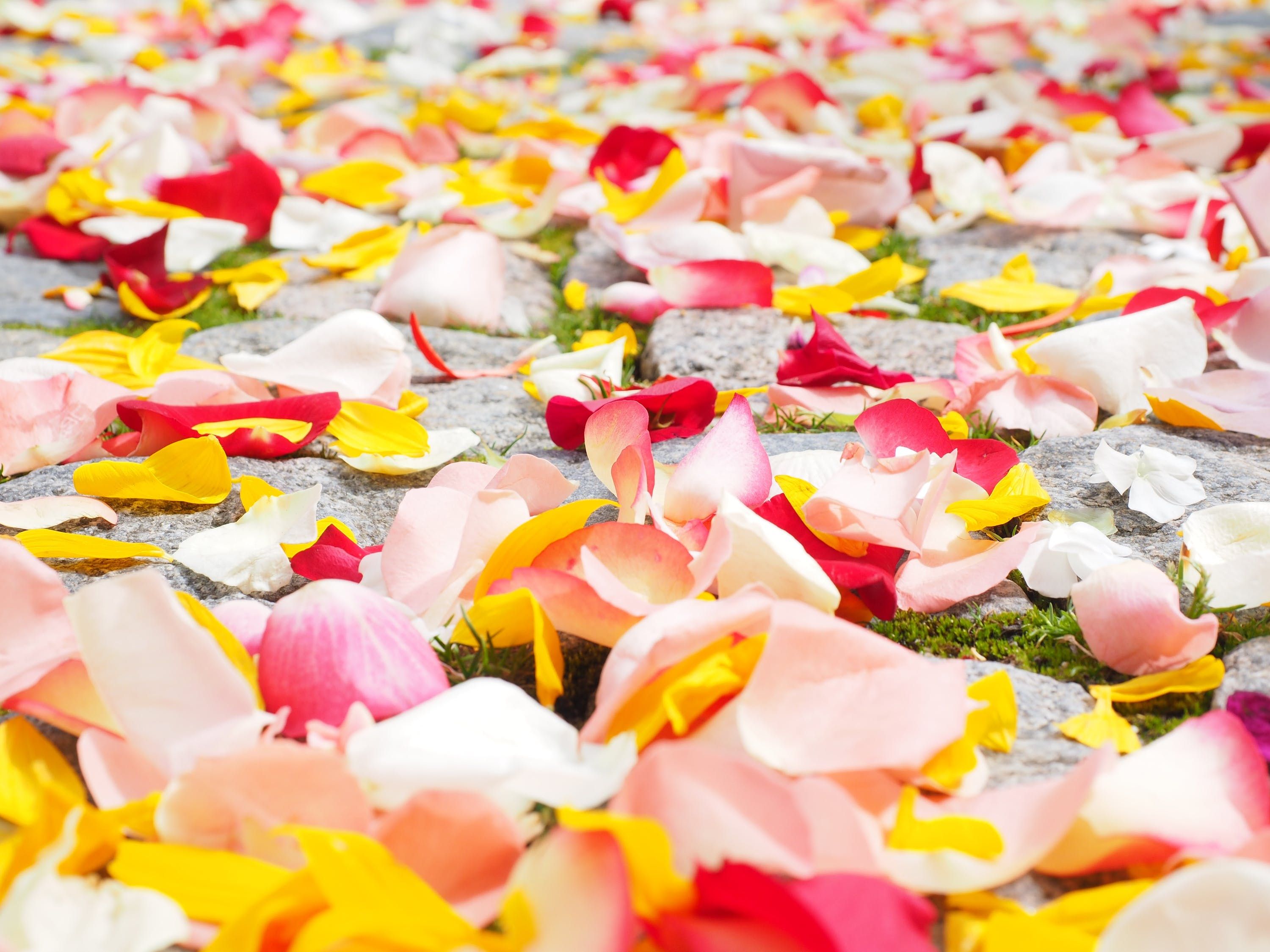 開封市觀賞魚市場在哪兒啊，大慶觀賞魚市場在哪兒