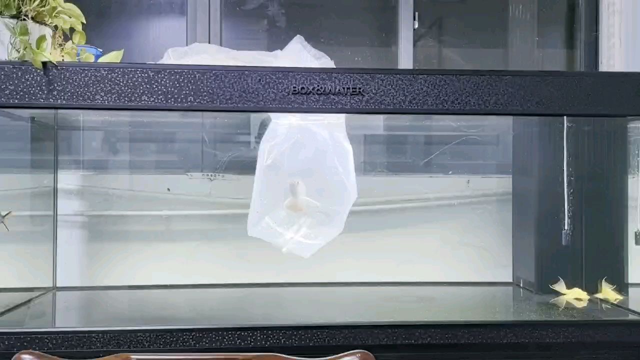 入缸大吉大利