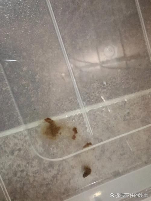 有哪些龍魚品種的糞便圖片？